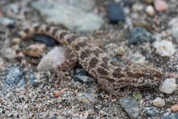 Bunopus tuberculatus, Az Zemah