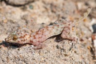 Ptyodactylus hasselquistii, Al Fadeylah
