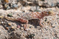 Ptyodactylus hasselquistii, Al Fadeylah