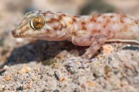 Ptyodactylus hasselquistii, Al Fadeylah