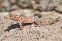Ptyodactylus hasselquistii, Al Fadeylah