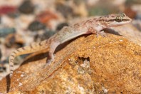 Hemidactylus sp., Al Fadeylah