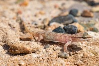 Hemidactylus sp., Al Fadeylah