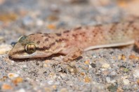 Hemidactylus sp., Al Fadeylah