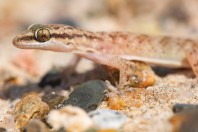 Hemidactylus sp., Al Fadeylah