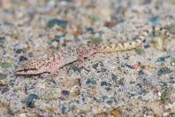 Hemidactylus sp., Al Fadeylah