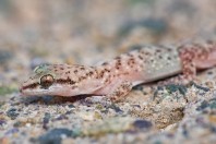 Hemidactylus sp., Al Fadeylah