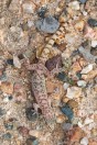 Hemidactylus sp., Al Fadeylah