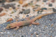 Hemidactylus sp., Al Fadeylah