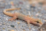 Hemidactylus sp., Al Fadeylah
