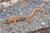 Hemidactylus sp., Al Fadeylah