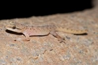 Hemidactylus sp., Al Baydayn