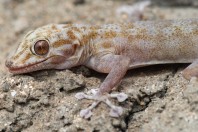 Ptyodactylus hasselquistii, Al Haridhah