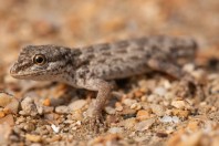 Pristurus sp, Al Haridhah