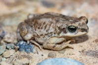 Duttaphrynus dhufarensis, Al Habib