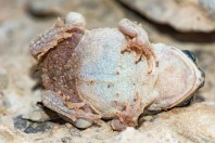 Duttaphrynus dhufarensis, Al Habib