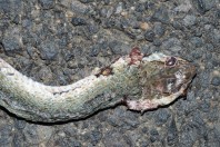 Psammophis schokari, Al Fatiha