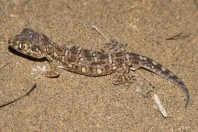 Stenodactylus yemenensis, Al Fatiha