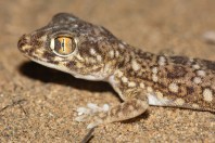 Stenodactylus yemenensis, Al Fatiha
