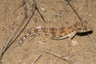 Stenodactylus yemenensis, Al Fatiha
