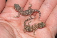 Stenodactylus yemenensis, Al Fatiha