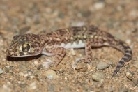 Stenodactylus yemenensis, Al Fatiha