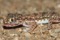 Stenodactylus yemenensis, Al Fatiha