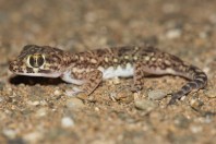 Stenodactylus yemenensis, Al Fatiha