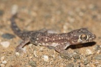Stenodactylus yemenensis, Al Fatiha