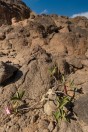 Adenium obesum, Tandha