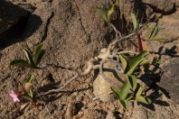 Adenium obesum, Tandha