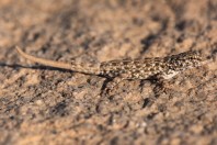 Pristurus sp., Tandha