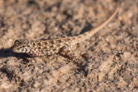Pristurus sp., Tandha