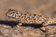 Pristurus sp., Tandha