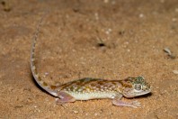 Stenodactylus doriae, Ruwayghib