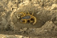 Scorpion, Al-Mukhwah