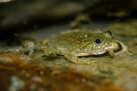 Euphlyctis ehrenbergii, Nawan