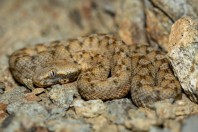 Echis coloratus, Nawan