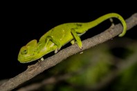 Chamaeleo calyptratus calcarifer, Al Ous'