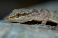 Hemidactylus sp., Al Ous'