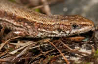 Zootoca vivipara, NP Triglav