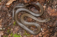 Coronella austriaca, NP Triglav