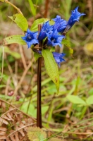 Gentiana asclepiadea, NP Triglav