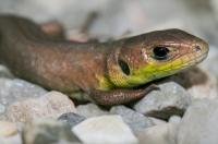 Lacerta viridis komplex, Breginjski kot