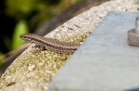 Podarcis muralis, Podbela