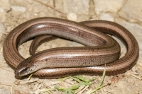 Anguis fragilis, Malija