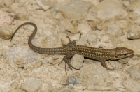 Podarcis siculus, Malija