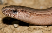 Anguis fragilis, Dragonja valley