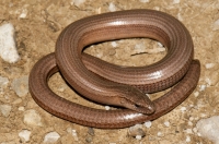 Anguis fragilis, Dragonja valley