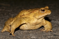 Bufo bufo, Dragonja valley